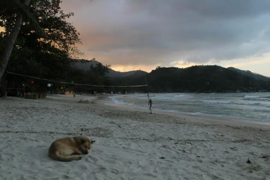 Streunernder Hund am Strand in Thailand