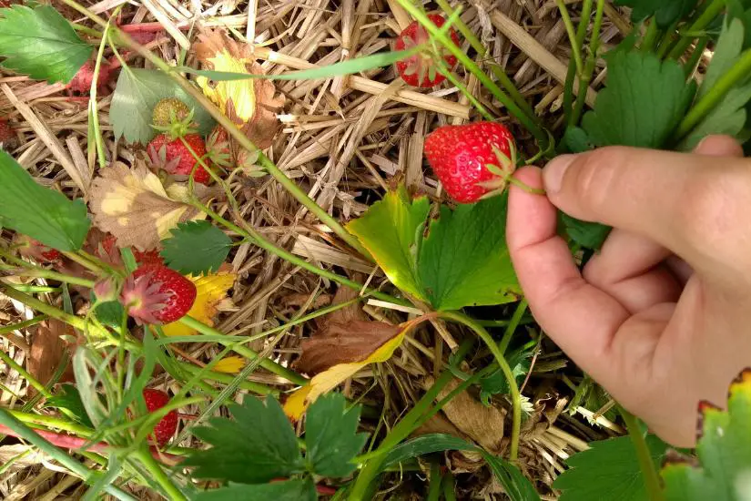 Erdbeeren selber pflücken - So lecker!!! 1 eine erdbeere pflücken