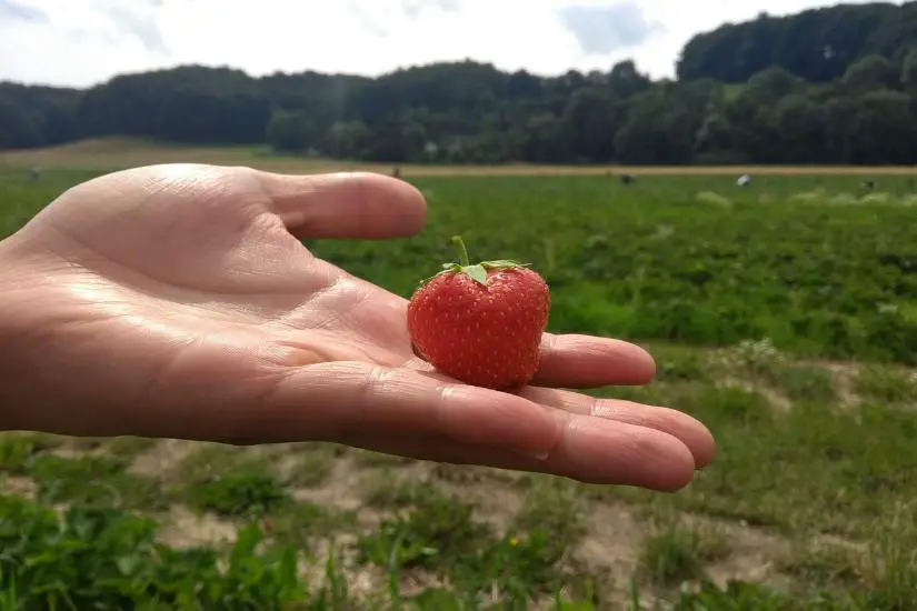 Erdbeeren selber pflücken - So lecker!!! 3 erdbeere auf der hand