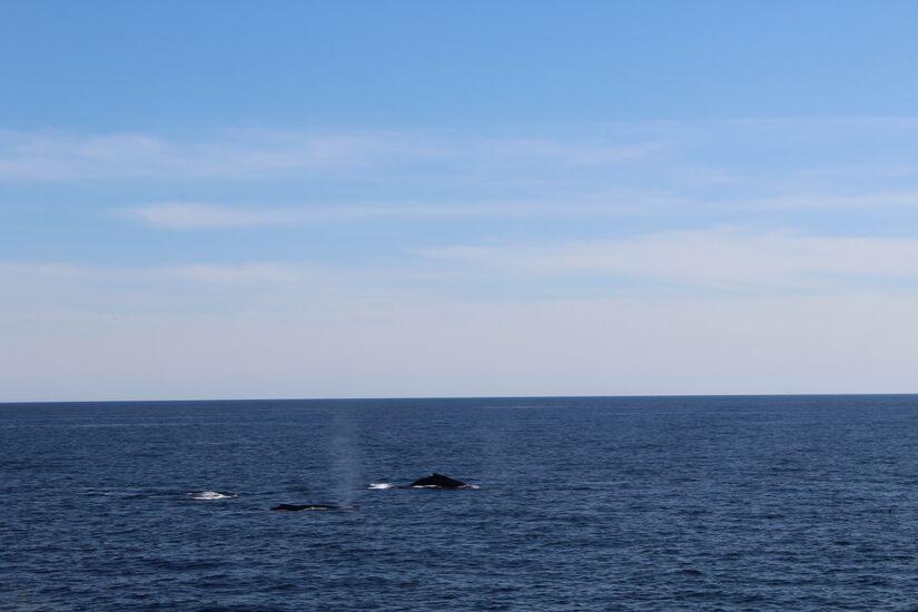 Zwei Wale auf dem offenen Meer vor Boston
