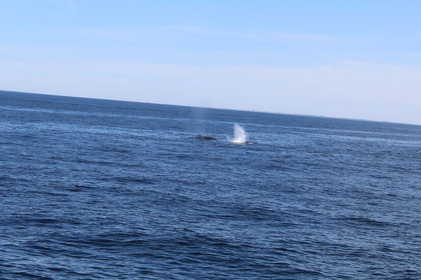 Walsichtung beim Whale Watching in Boston