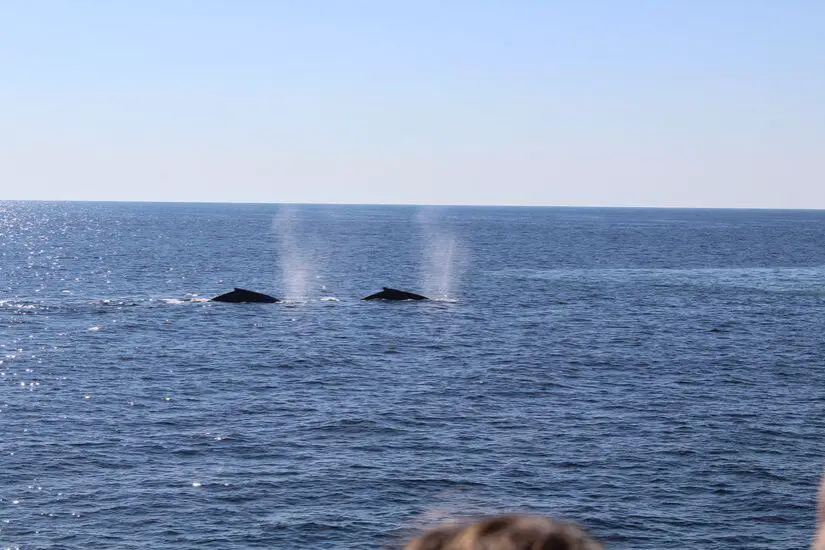 Zwei Wale mit Fontäne im Ozean vor Boston