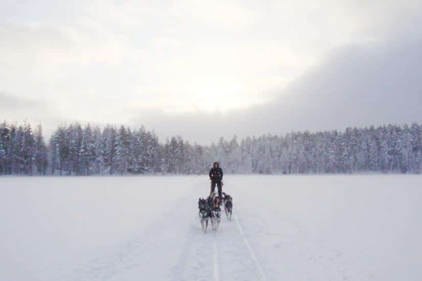 Hundeschlitten in Finnisch-Lappland (Quelle: Rosas Reisen)