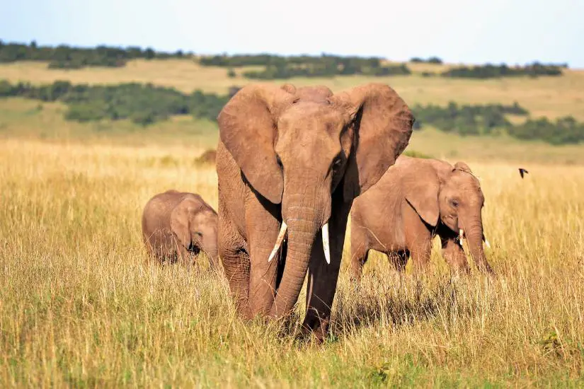 Elefanten in Afrika Big five for life)