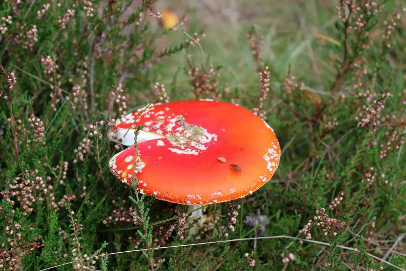 Pilz in Heidelandschaft auf Fanø