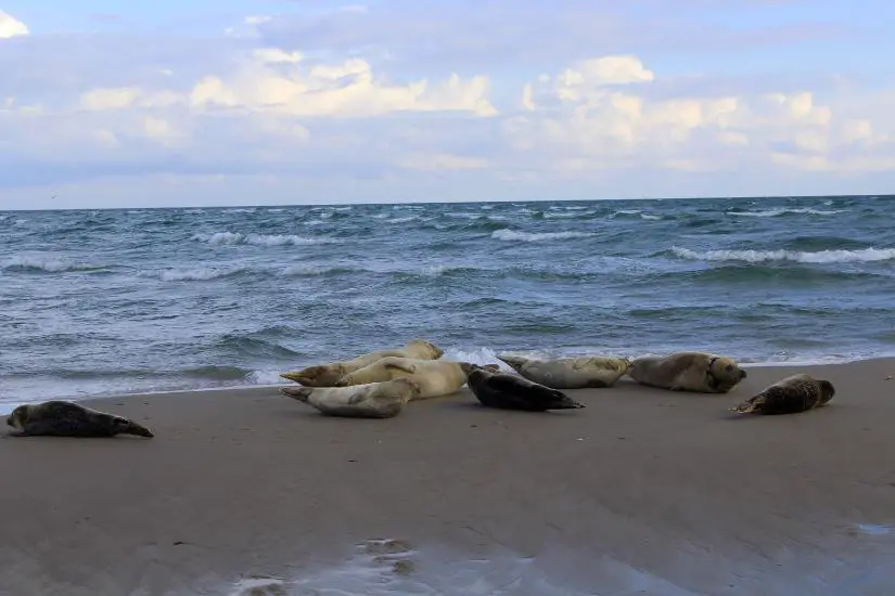 Eine Gruppe Robben und Seehunde sonnt sich am Grenen