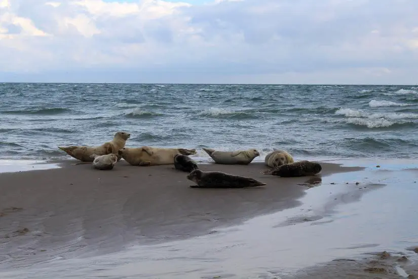Eine Gruppe von Robben und Seehunden am Grenen, der Spitze Dänemarks