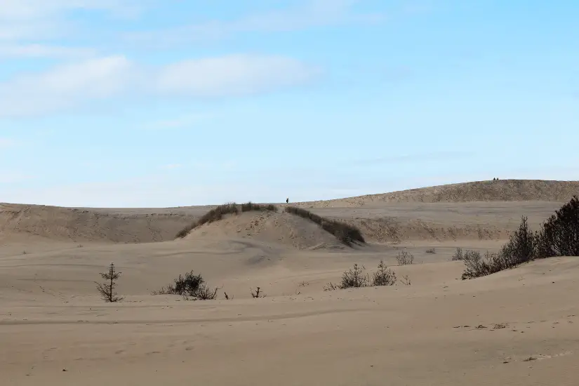 Die Wanderdüne Råbjerg Mile – Dänemarks verstecktes Wüstenwunder 3 Rabjerg Mile verschlungen