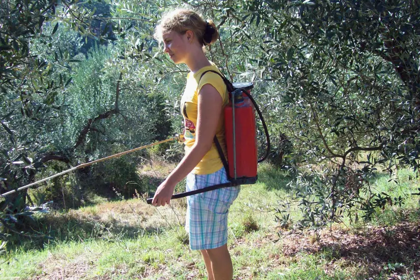 Meine WWOOFing Erfahrung: Die perfekte Kombination aus Reisen und Arbeiten 10 denise oliven