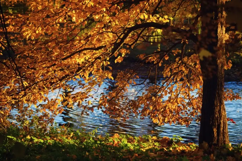 Herbstbaum mit goldenen Blättern an einem Flussufer bei Sonnenlicht