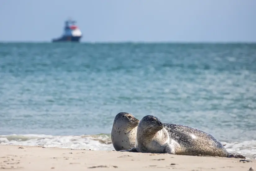 Zwei Seehunde liegen am Sandstrand vor dem Meer, im Hintergrund ein Schiff auf dem Wasser